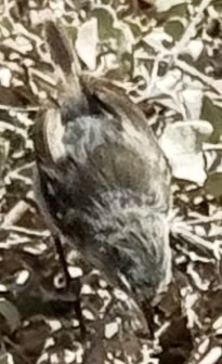 Grey Warbler-Finch (Certhidea fusca), photo 7
