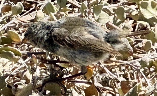 Grey Warbler-Finch (Certhidea fusca), photo 2
