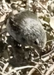 Grey Warbler-Finch (Certhidea fusca), photo 7