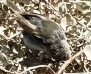 Grey Warbler-Finch (Certhidea fusca), photo 8