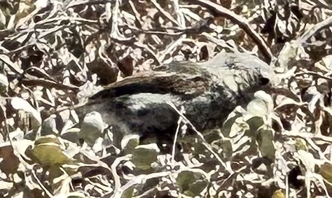 Grey Warbler-Finch (Certhidea fusca), photo 9