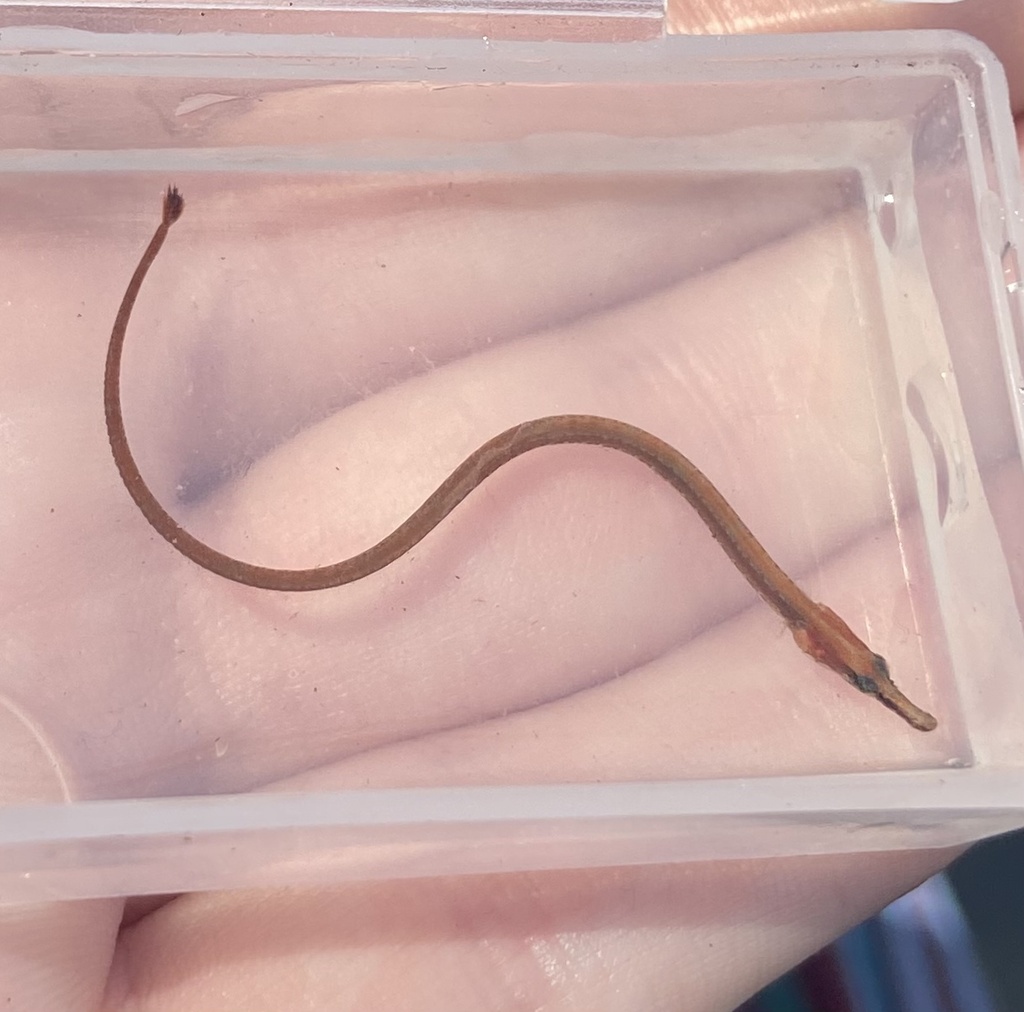 Opossum Pipefish (Microphis brachyurus) — Syngnathidae