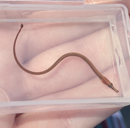 Opossum Pipefish (Microphis brachyurus) — Syngnathidae