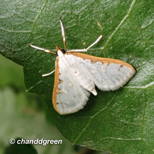 Palpita minuscula observed 2020-02-08