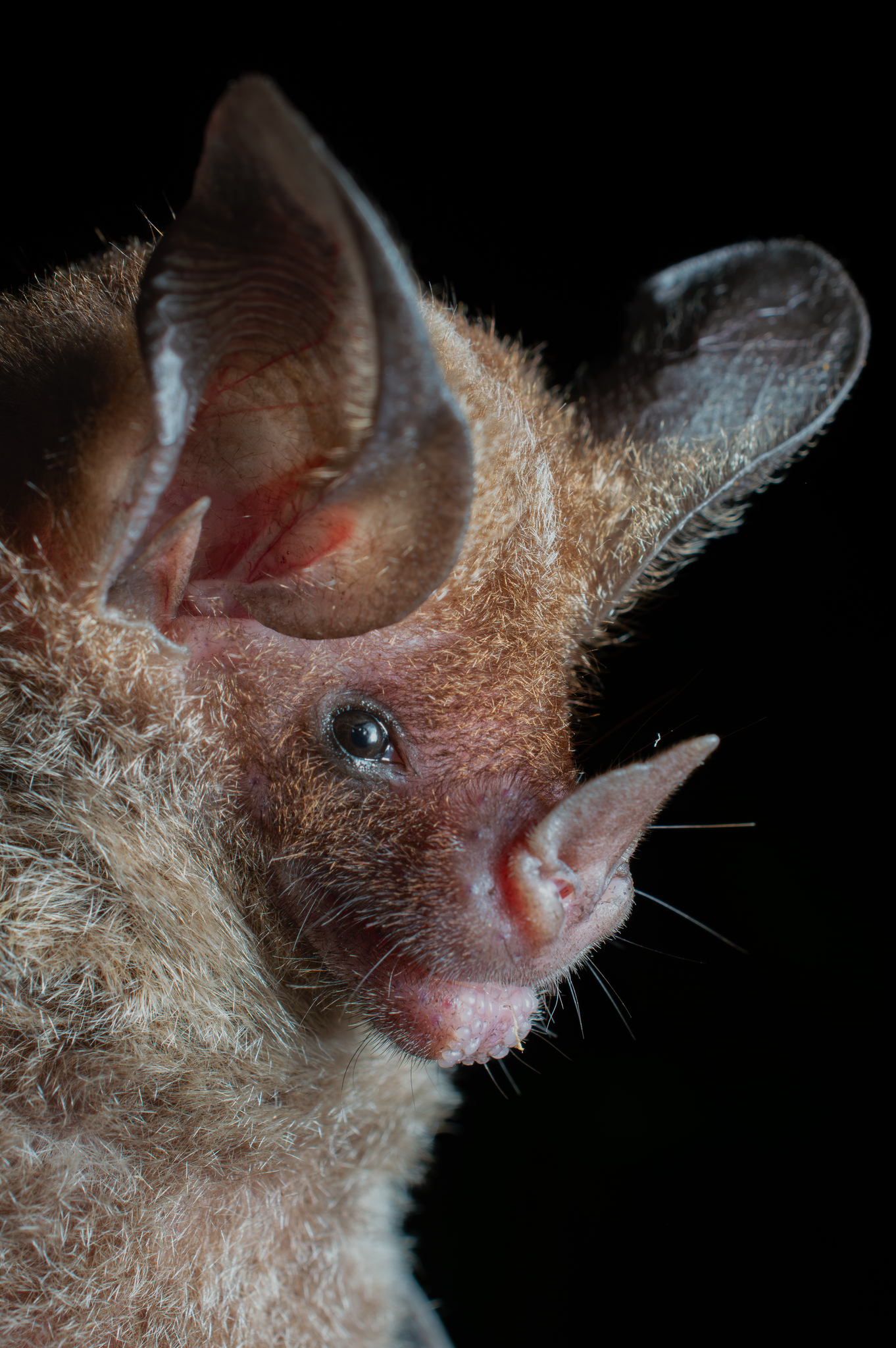 Northern Stripe-Headed Round-Eared Bat
