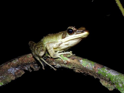 Forest White-lipped Frog