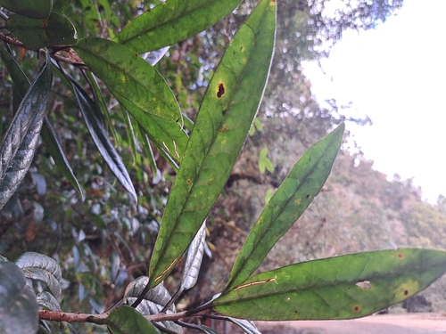Symplocos stellaris, photograph 6