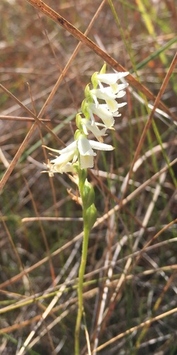 Giantspiral Ladies' Tresses (Spiranthes longilabris)