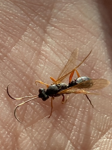 Syspasis scutellator