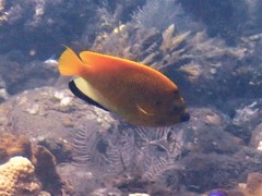 Apolemichthys trimaculatus