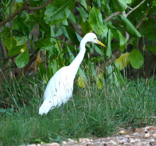 iNaturalist: (c) denismatthey, some rights reserved (CC BY-NC) iNaturalist image