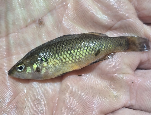 Western pygmy perch (Nannoperca vittata) — Percichthyidae — 3