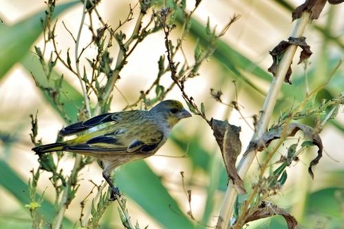 Cape Canary (Serinus canicollis), photo 4