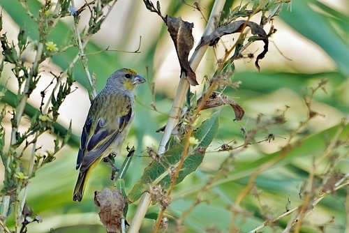 Cape Canary (Serinus canicollis), photo 3