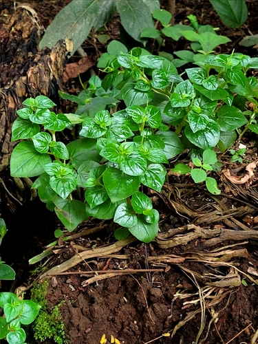 Peperomia pellucida