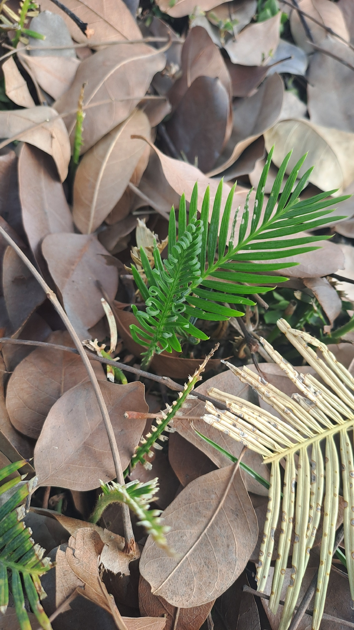 Cycas revoluta