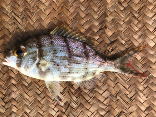 Emperor (Gymnocranius elongatus) — Lethrinidae — 4