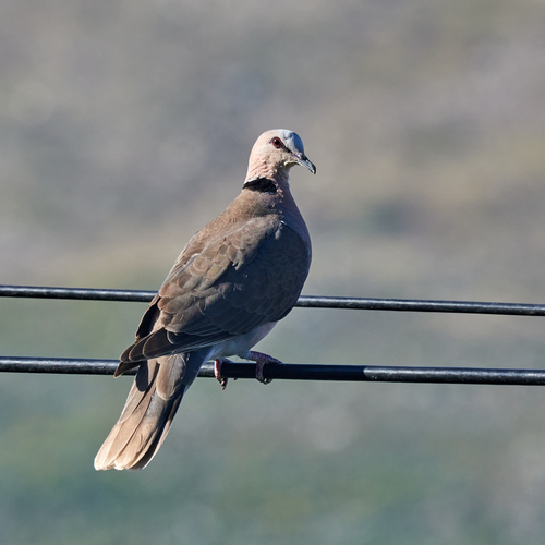 Red-eyed Dove (Streptopelia semitorquata), photo 5