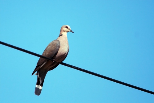 Red-eyed Dove (Streptopelia semitorquata), photo 4