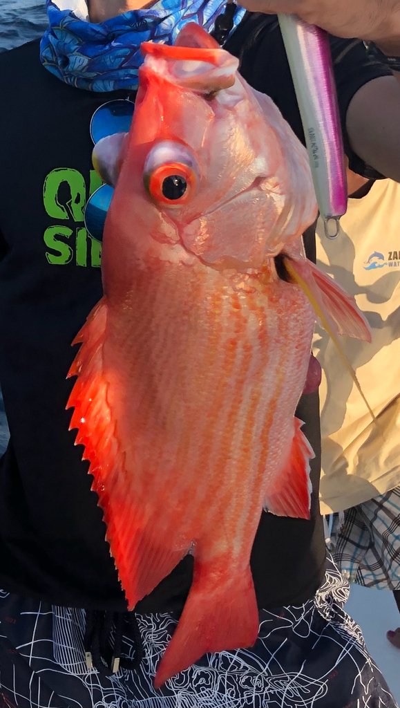 Yellowfin Red Snapper