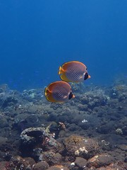 Chaetodon adiergastos