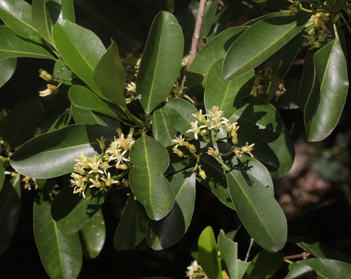 scented acronychia (Acronychia littoralis)