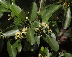 Acronychia littoralis