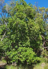 Acronychia littoralis, photograph (c) Lachlan Copeland, some rights reserved (CC BY-SA)