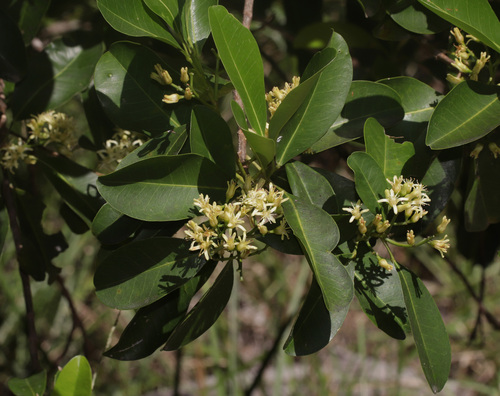 Acronychia littoralis, photograph 1