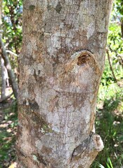 Acronychia littoralis, photograph (c) Lachlan Copeland, some rights reserved (CC BY-SA)