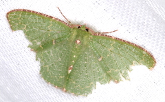 Eucyclodes metaspila