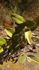 Guarianthe aurantiaca