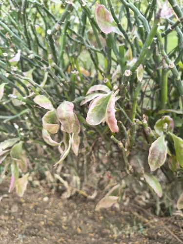 Pedilanthus angustifolius Poit.