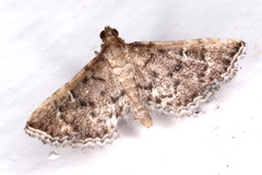 Metasia capnochroa