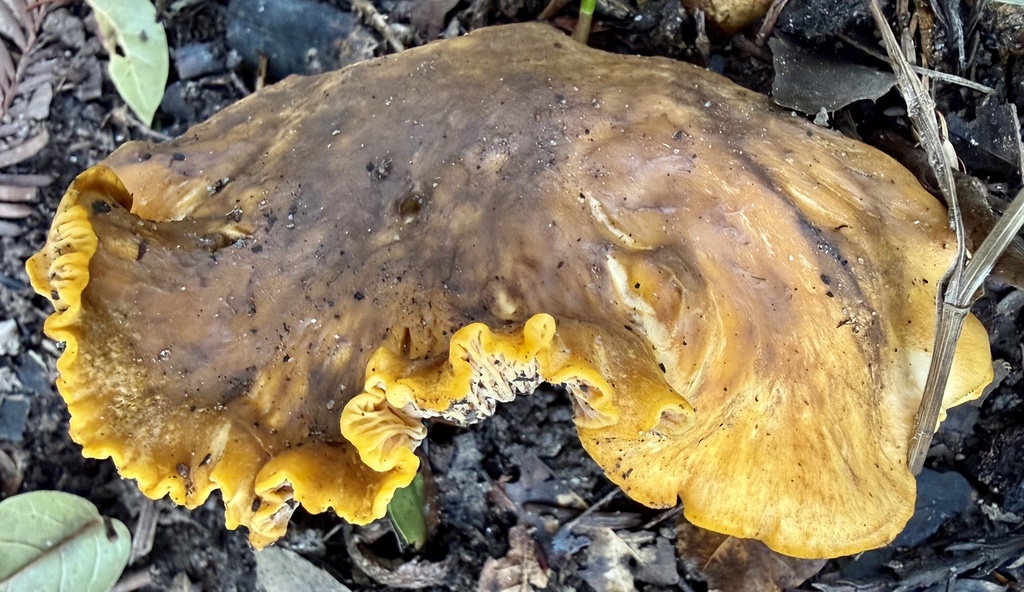 Cantharellus californicus · January 2026 · photo: © hllrnnr (iNaturalist, cc0)