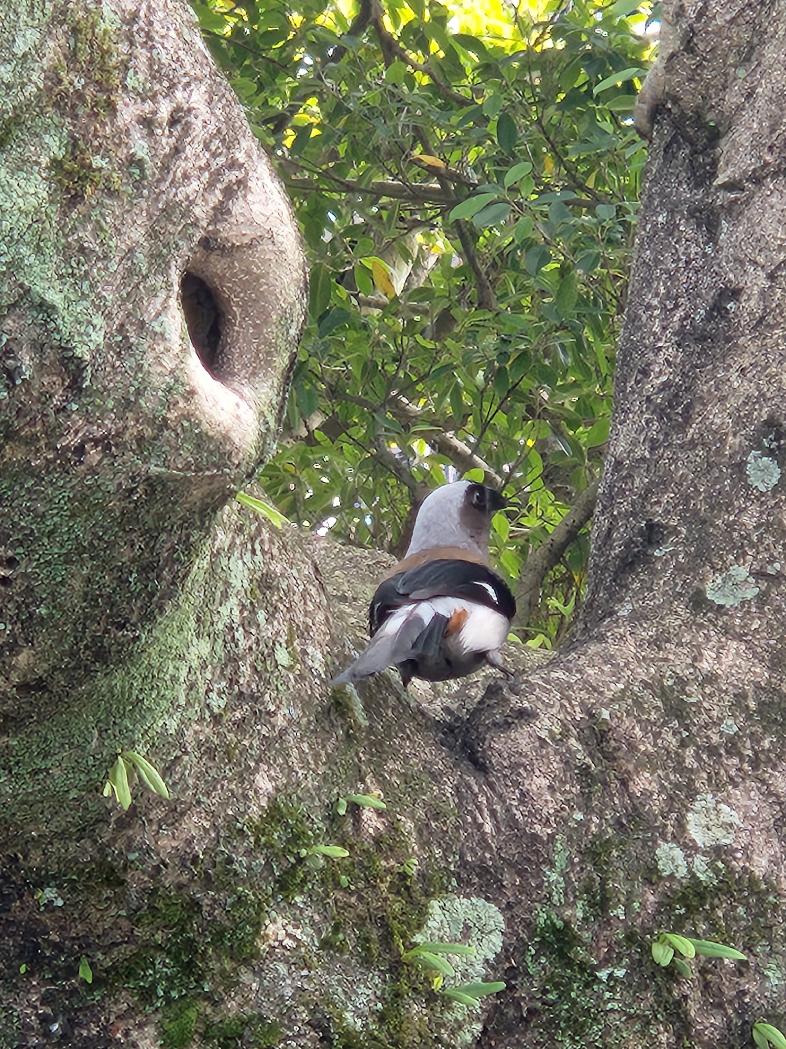 Grey Treepie (Dendrocitta formosae), photo 2
