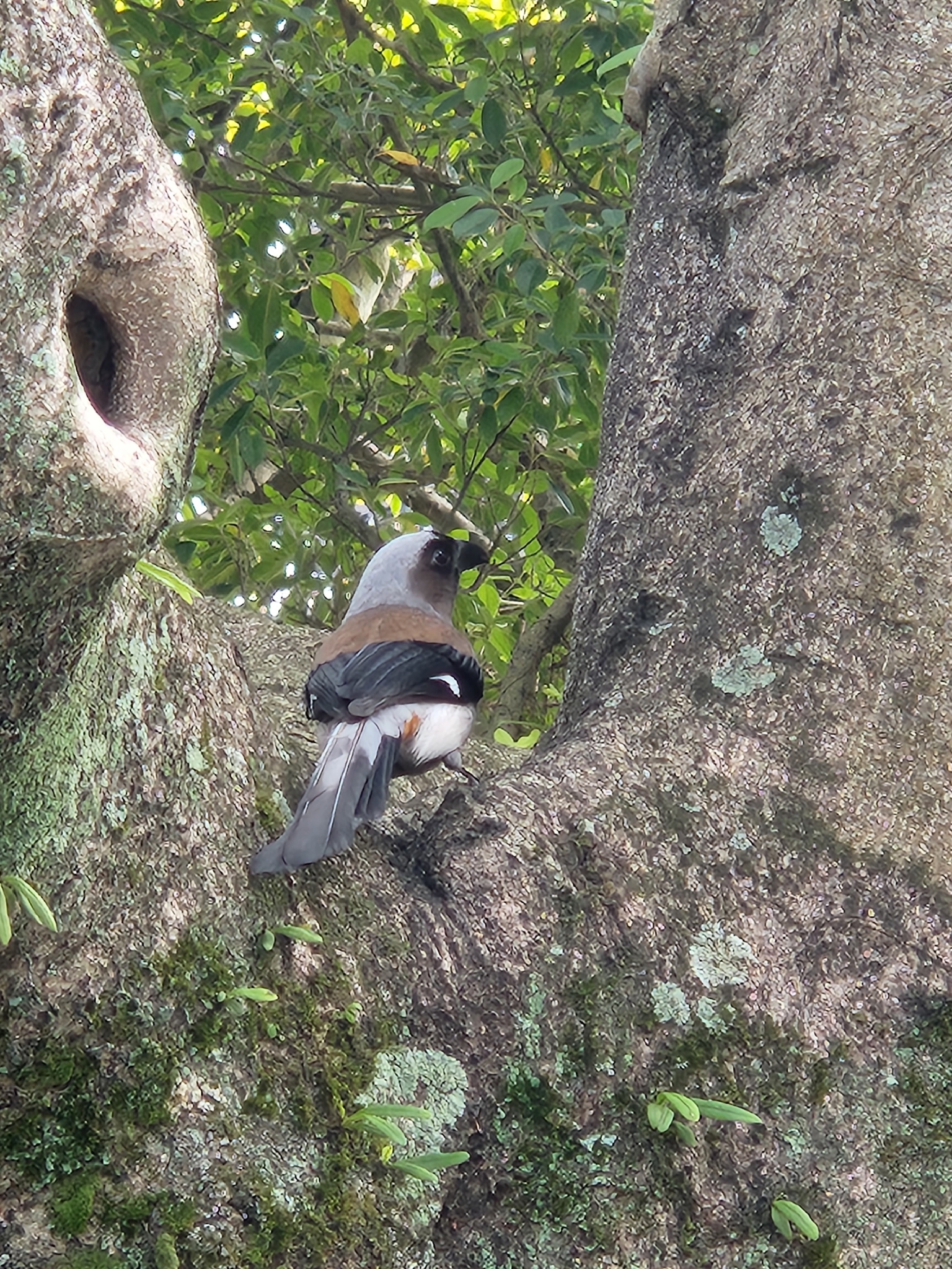 Grey Treepie (Dendrocitta formosae), photo 3