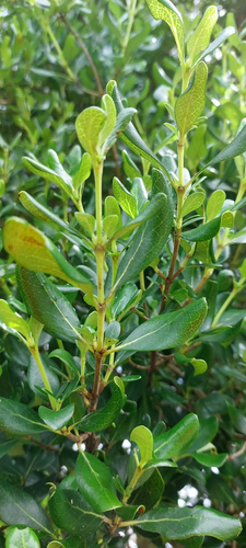 Coprosma chathamica, photograph 6