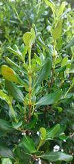 Coprosma chathamica, photograph author not stated, no rights reserved