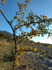 Vachellia farnesiana