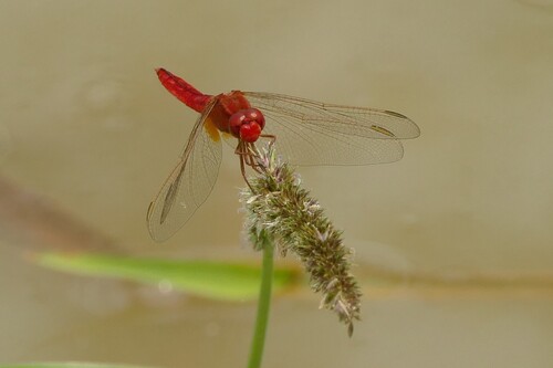 Broad Scarlet