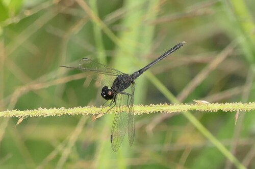 Black Percher