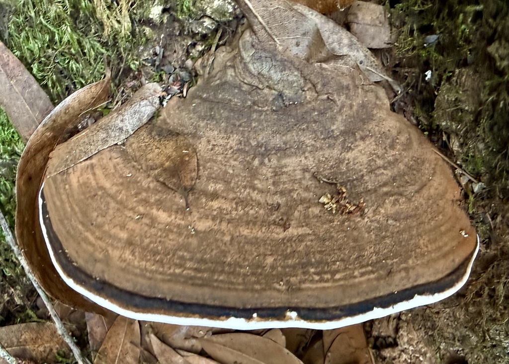 Ganoderma brownii · January 2026 · photo: © hllrnnr (iNaturalist, cc0)