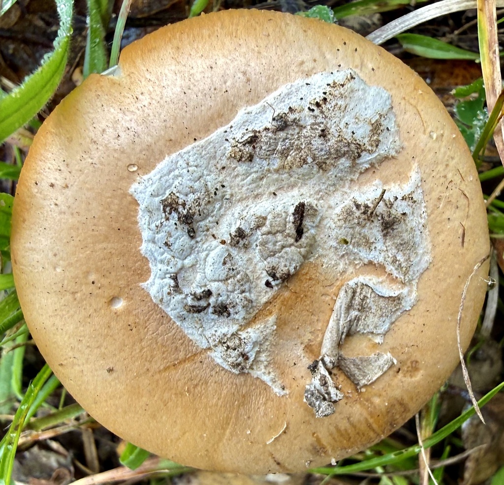 Amanita velosa · January 2026 · photo: © hllrnnr (iNaturalist, cc0)