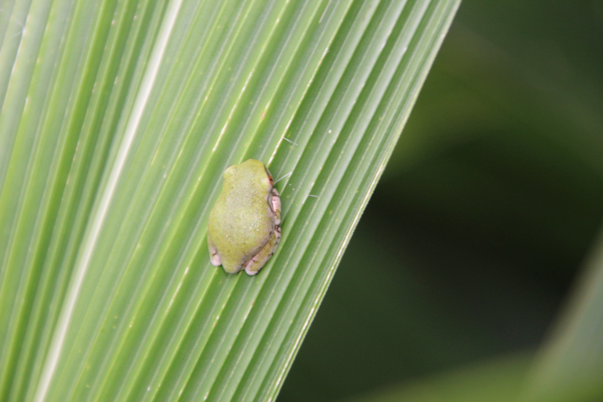 Leptopelis natalensis (Smith, 1849)