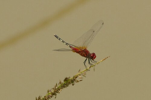 Barbet Percher
