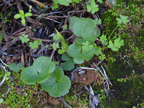 Palmate anemone
