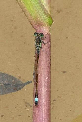 Common Bluetail
