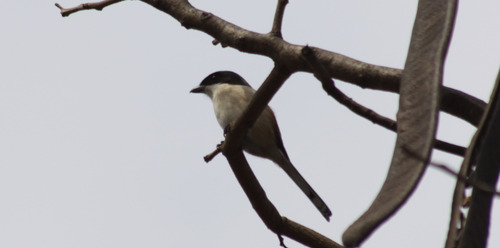 Burmese Shrike (Lanius collurioides), photo 7