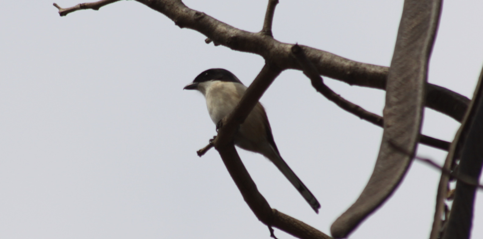Burmese Shrike (Lanius collurioides), photo 7
